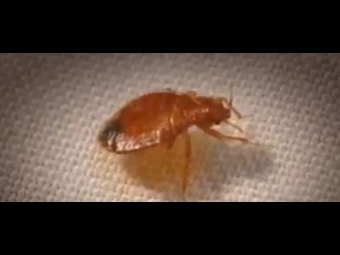 How To Get Rid Of Bed Bugs Diy How To動画サイト